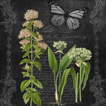 Oregano and Garlic Chalkboard A4Oregano and Garlic Chalkboard A4