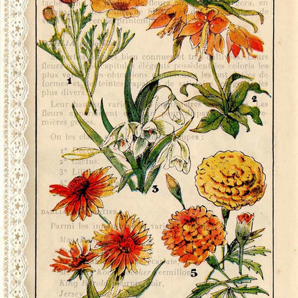 French Botanicals I A4French Botanicals I A4