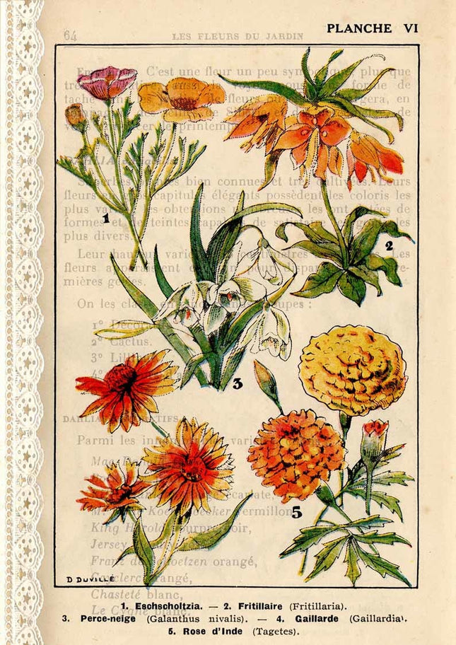 French Botanicals I A4French Botanicals I A4