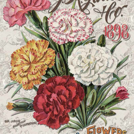 Carnation Catalog A3Carnation Catalog A3